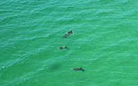 Dolphins in the Gulf in Sarasota, Florida