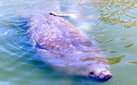 One of the "Locals", a manatee, in Sarasota, Florida