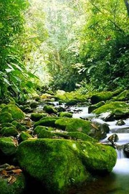 Guanacaste Parks Palo Verde Rain Forest