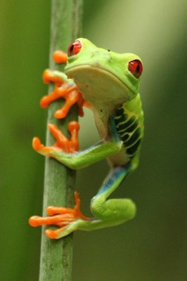 Guanacaste Parks  Parks Frog