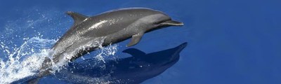 South Pacific Dolphin