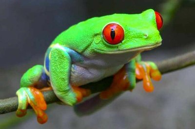 Costa Rica Nature Braulio Parque Frog