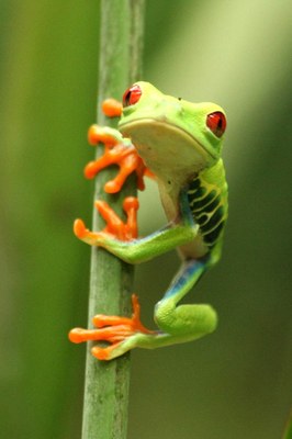Costa Rica Nature Braulio Parque Frog
