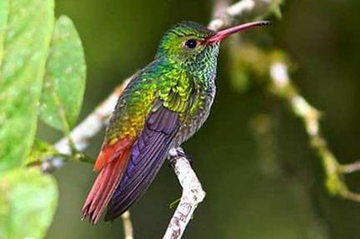 Costa Rica Nature Braulio Parque Humming Bird