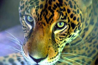Costa Rica Nature Braulio Parque Jaguar