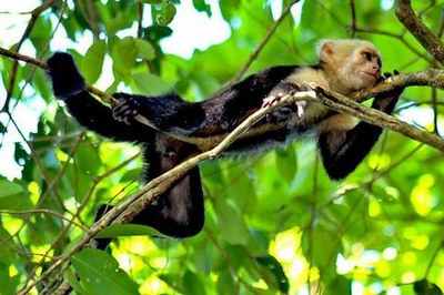 Costa Rica Nature Braulio Parque Monkey