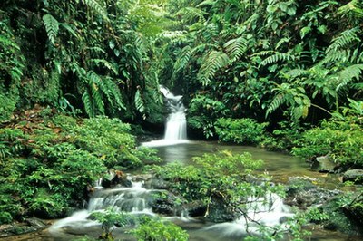 Costa Rica Nature Braulio Parque Rain Forest
