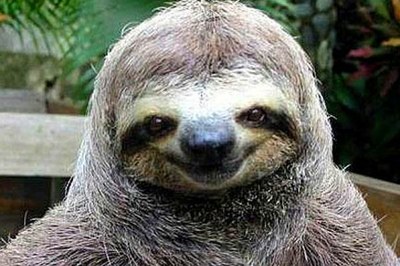 Costa Rica Nature Braulio Parque Sloth