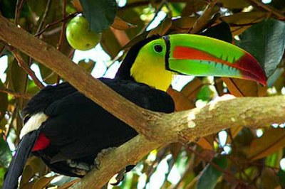 Costa Rica Nature Braulio Parque Toucan