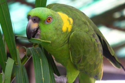 Puntarenas Nature Parrot