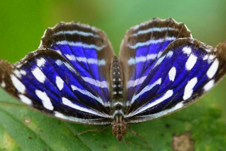 Carara Nat'l Park Butterfly