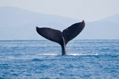 Marina Ballena Nat'l Park Whale Fluke