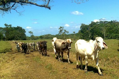Agriculture Live Stock Cows