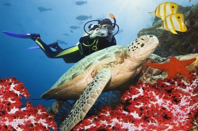Scuba Diving photodune 518950 green turtle underwater m